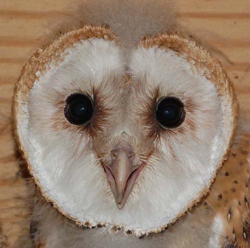 Nestling barn owl