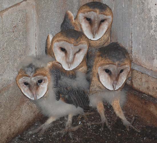 older barn owl nestlings