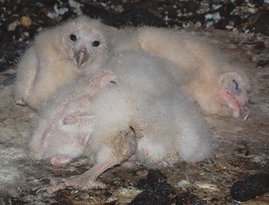 young barn owl nestlings