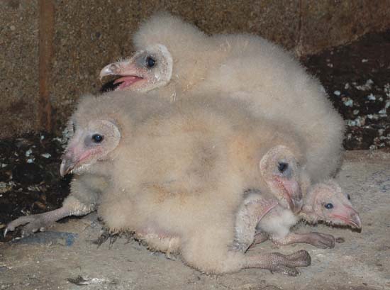 barn owls babies