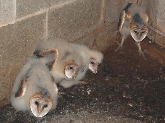 barn owls in silo