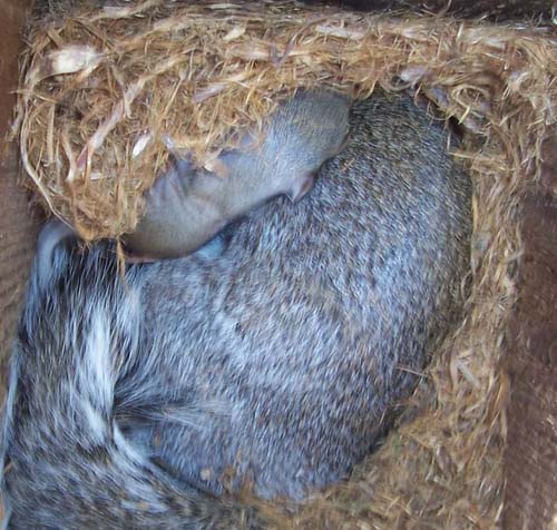squirrel in kestrel nest box