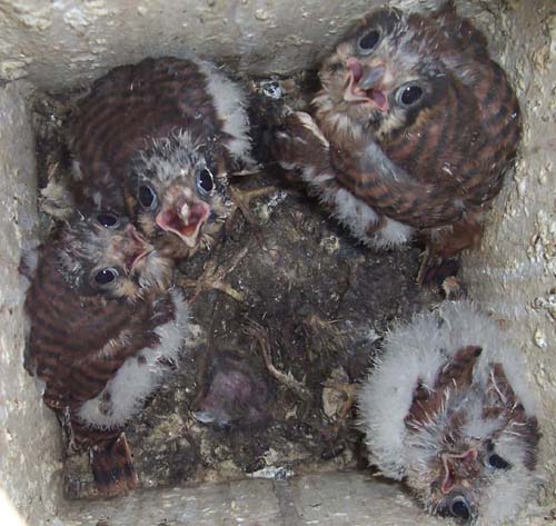 kestrels in nest