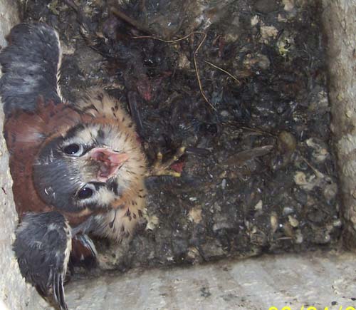 the male kestrel about to fledge