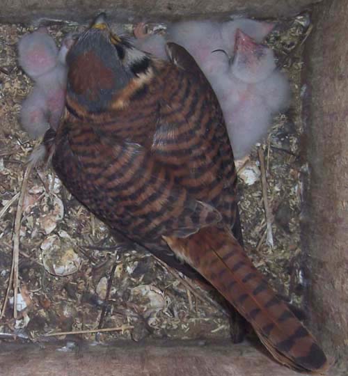 female kestrel with young