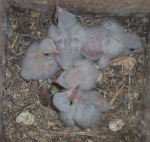 kestrel nest box