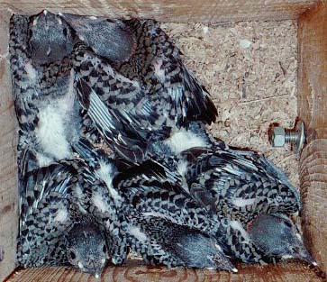 Northern flicker nestlings  6/23/2002