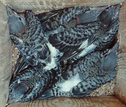 Northern flicker nestlings 6/25/2002