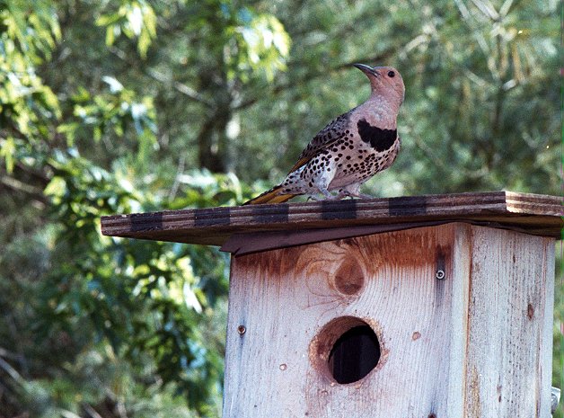 Female northern flicker on nest box