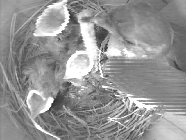 bluebird feeding large caterpiller to nestling