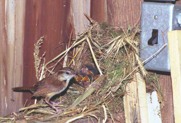 Carolina wren at nest