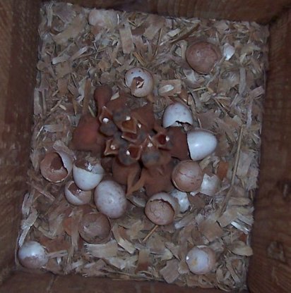 Eggs of Northern flicker hatching