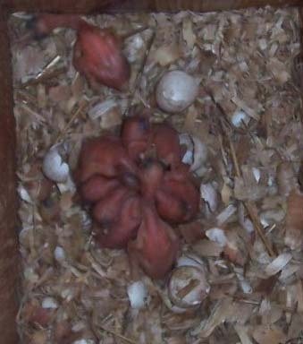 Northern flicker nestlings in typical rosette design