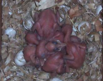 Northern flicker nestlings in nest box