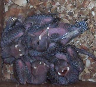 yellow shafted flicker nestlings in nest box