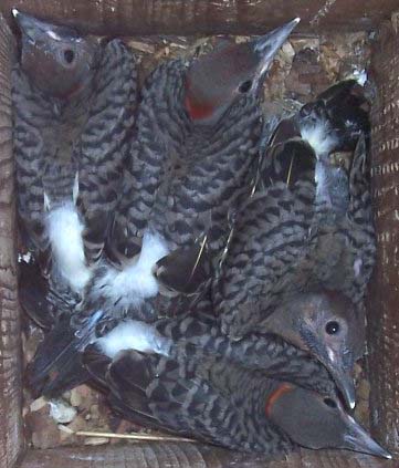 Northern flickers ready to fledge
