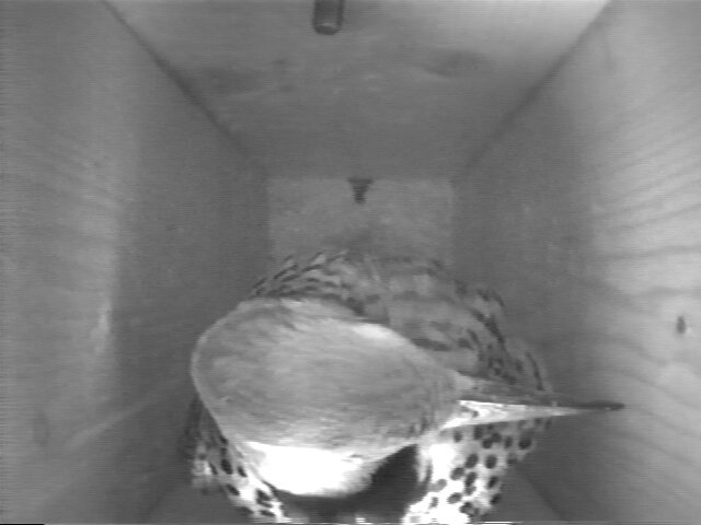 Northern Flicker at entrance hole of nest box