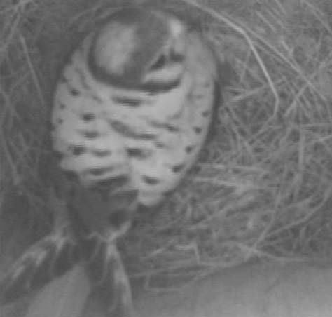 Male kestrel in the nest box
