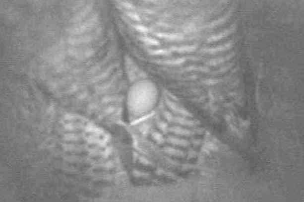 Two female kestrels in nest box