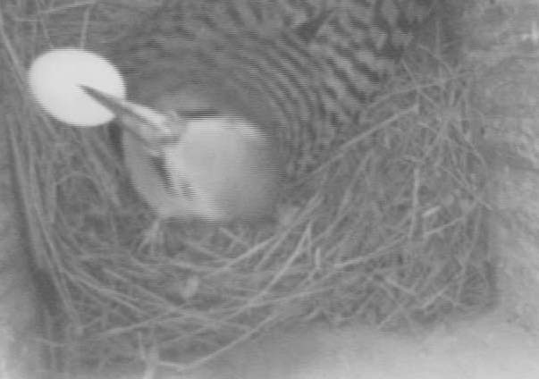 Flicker removing kestrel egg from nest