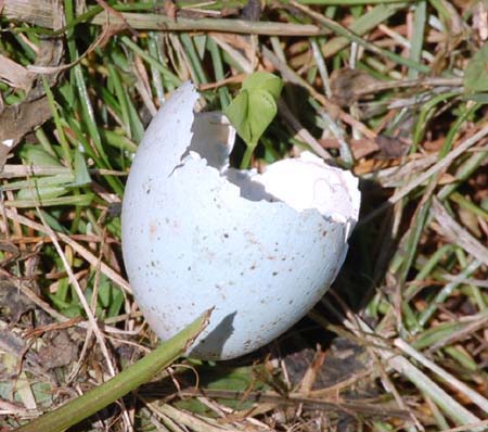 kestrel egg shell in garden