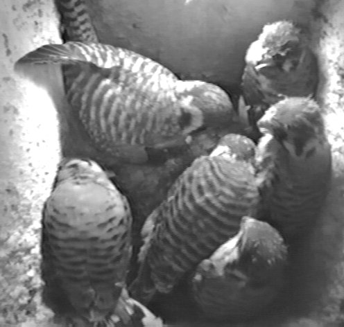 Adult American kestrel feeding 5 nestlings