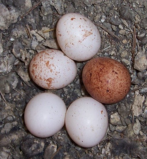Extreme color variation within a clutch of American kestrel eggs