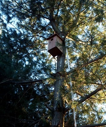 The screech owl box in a white pine