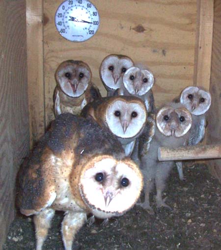 Barn owl nestlings - Tyto Alba