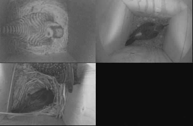 Video monitoring kestrels, flickers and starlings in 3 nest boxes.