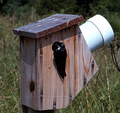 The tree swallow slant video nest box