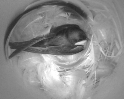 Tree swallow incubating in nest box
