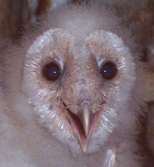 Portrait of nestling barn owl