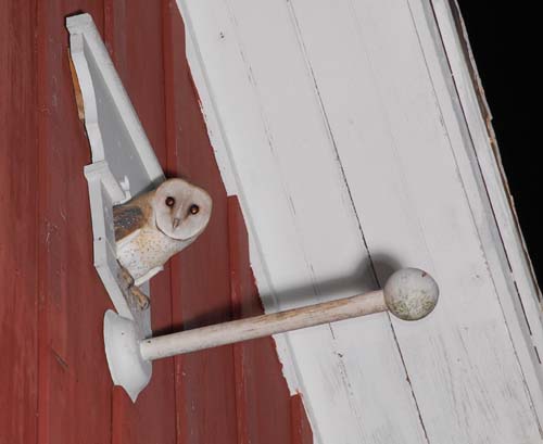 Barn owl at entrance to nest box