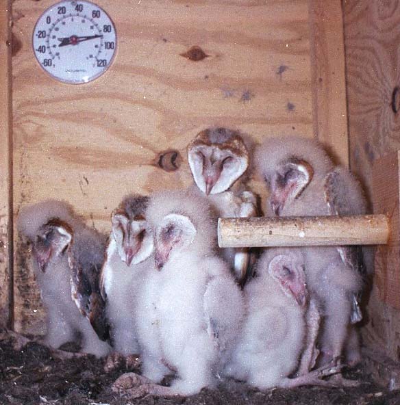 Six barn owl nestlings in nest box