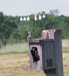 tree swallow pair at nest box