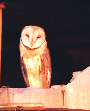 Barn owl at silo entrance waiting for darkness