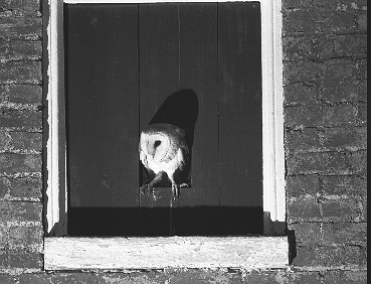 Barn owl at entrance to attic nest box