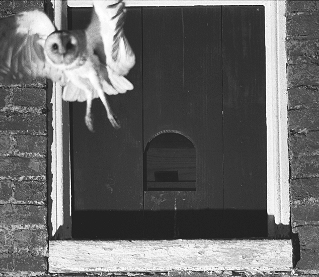 Barn owl leaving attic nest box