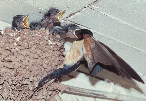 barn swallow feeding young