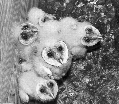 barn owl nestlings in attic nest box
