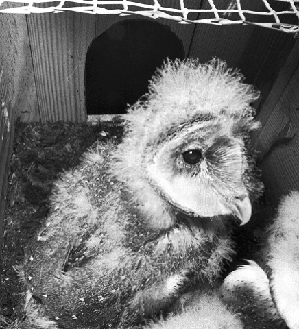 Barn owl nestling in the attic nest box