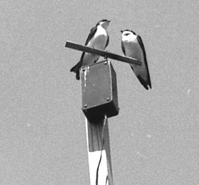 Tree swallows on a perch switch used to record owl visits at night