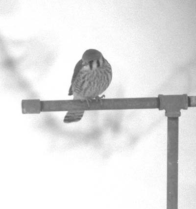 A kestrel hunting from an artificial perch
