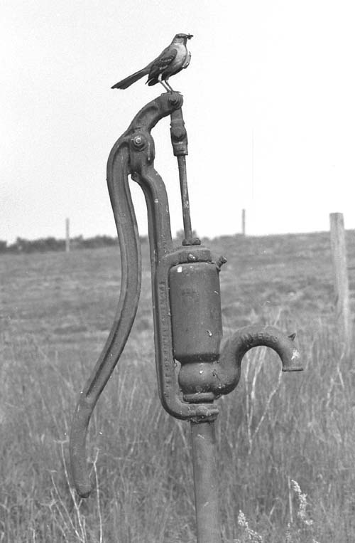 Mockingbird on water pump