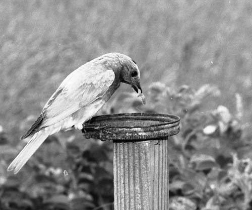 bluebird at feeding perch