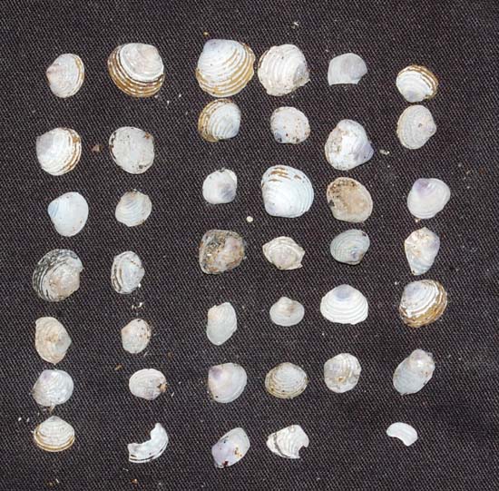 clam shells found in purple martin nest