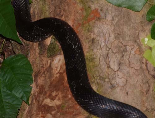rat snake climbing a sycamore