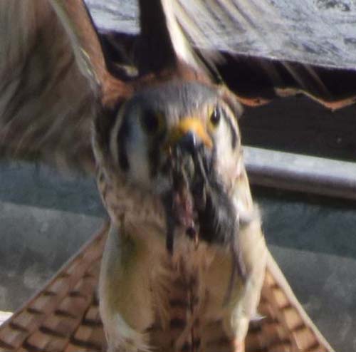 Female kestrel at box with prey