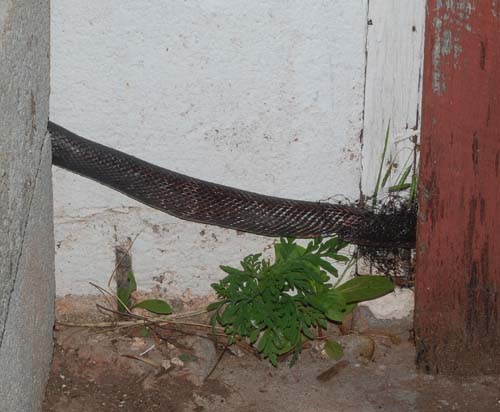 Snake body across wall